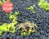 Xiaoshi Aquarius mini Crab Sham Shui Crab