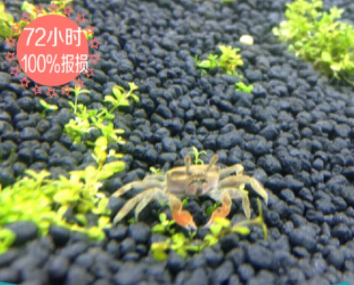 Xiaoshi Aquarius mini Crab Sham Shui Crab