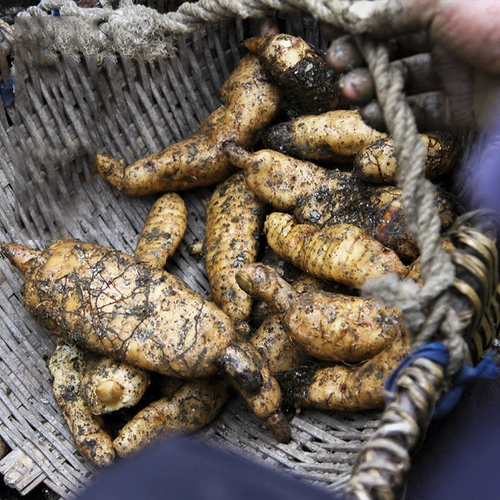 Zhao Hailing | Hai Lingshan Zhenqian Tian Ma Qingchuan Gastrodiac Slys Self -Diging 100G Содержание гастродина ≥0,4%