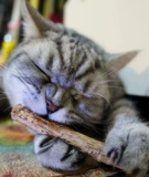 Кошачья игрушка закуски для кошачьего кошачья закуски, измельчение зубов, кошки тонкие табу, деревянные лиао