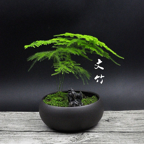 Moss Micro -landscape Desktop Mood Mood, Plant Bamboo Bonsai Bonsai Дома