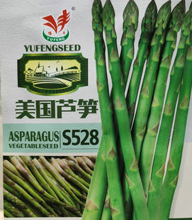 High-yield Perennial Asparagus Seed