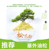 Сестра Чен Шисатсон дикий северо -восточный северо -восточный масляная сосна сосна сосна порошок