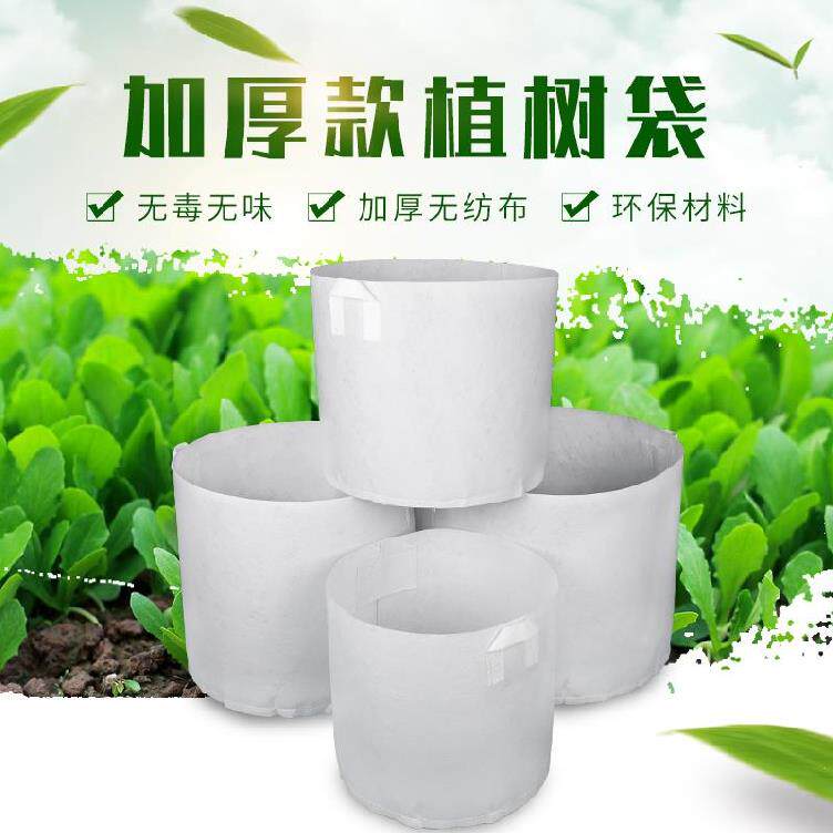 金桔苗木价格 金桔苗木图片 星期三