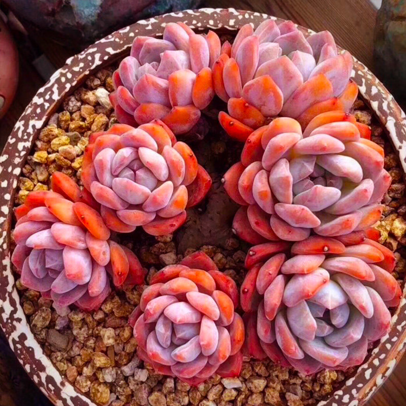 オレンジモンロー 雪の日 作る 多肉植物 鉢植え 一物 1つ 平手打ち スカイデスク 露 花 Xiangyang パイ 肉が多い ガーデニング 中国仕入れ Com