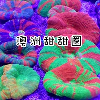 Австралийские пончики Странный фруктовый мозг программное обеспечение для кораллов LPS Морская рыба