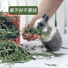 Кролик кролик Хей 提摩西草嫩苗 龙猫豚鼠荷兰猪牧草 兔子吃的干草