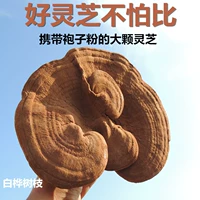 Видео Новый продукт Daxinganling Chi Lingzhi имеет большой порошок для халата и дешевый и 250 г бесплатной доставки