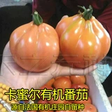 Мясо томатные фрукты томатных фруктов томатных фруктов томатов, четыре сезона семян семян овощных семян, фермеры Xichun