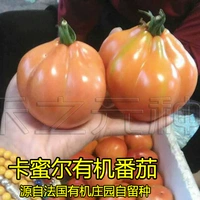 Мясо томатные фрукты томатных фруктов томатных фруктов томатов, четыре сезона семян семян овощных семян, фермеры Xichun