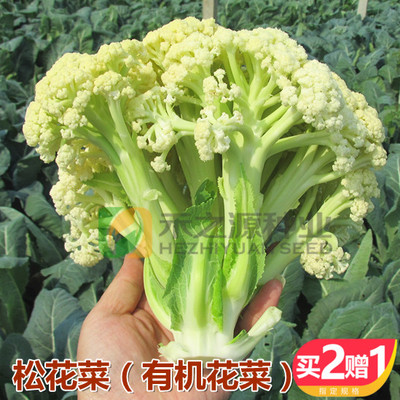 松花菜种子青梗花椰菜台湾有机花菜种籽大全春季四蔬菜孑菜苗南方 淘宝网
