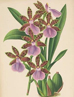 R506 [Жан Жюль Линден) Орхидея цветочная электронная картина цветовая доска.