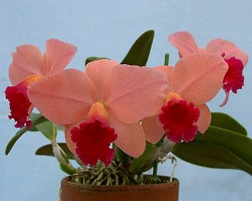 Orchids-potland-pot.memorial Gold X Lc.orglades Grand Red Coral