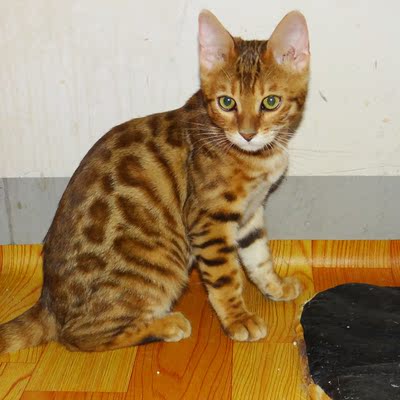 宠物猫咪 纯种猫孟加拉豹猫 大玫瑰纹 种公猫