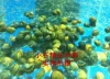 Товары от 小石凶猛鱼六角活体水族店