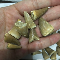Просмотр минеральных кристаллов Ци Ши естественный маленький канлонг зуб ископаемого ископаемого Марокко