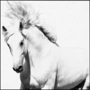 Tô Châu thêu DIY kit mới bắt đầu siêu đẹp con ngựa trắng lớn sơn tim 60 * 60 Bắt đầu thêu bức tranh trang trí - Bộ dụng cụ thêu