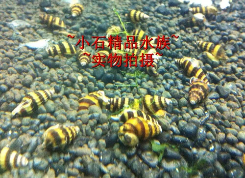 Xiaoshi Aquarius Snail/Pagoda Snail/Stermovation Cylinder Universal/Пчелиная пагода улитка 1,5-2CM индивидуальность