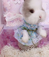 Павлин синий