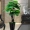 Mô phỏng nhỏ giọt Guanyin xanh củ cải giả trong phòng khách sàn trang trí xanh trồng cây giàu có cây cảnh hoa nhựa - Hoa nhân tạo / Cây / Trái cây