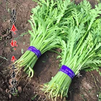 500 г Artemisia Annua (250 г оригинал × 2)