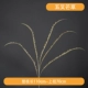 Цвет шампанского Miscanthus/поддержка