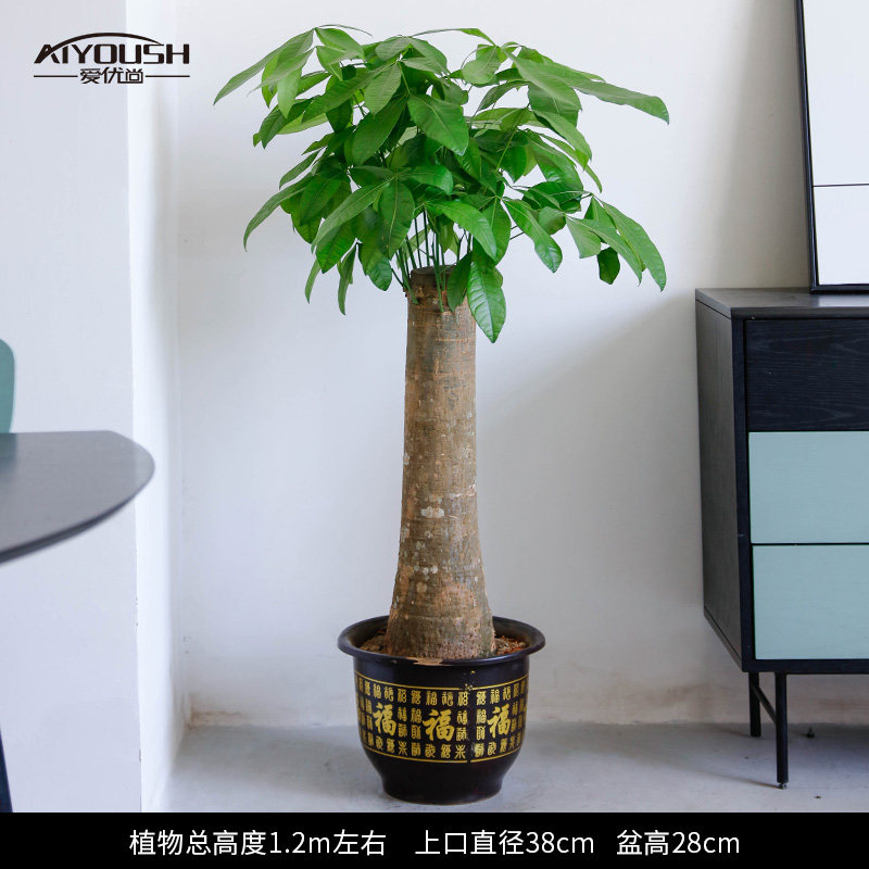 Fortune Tree Potted O'simlik Katta O'simlik Yashash xonasi Ofis Yagona Gilamlar Katta Ko'chirish va Ochiq Yashil O'simliklar
