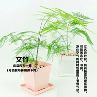 Бамбуковое растение (гидропонное)
