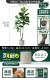 King Kong Tree 170 см дай PP горшок с белыми волосами SF