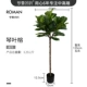Lollipop Leaf Rong 135 см