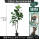King Kong Tree 170 см. Основная картина