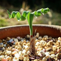 Moraea Pritzeliana Ball Root 0,6 см