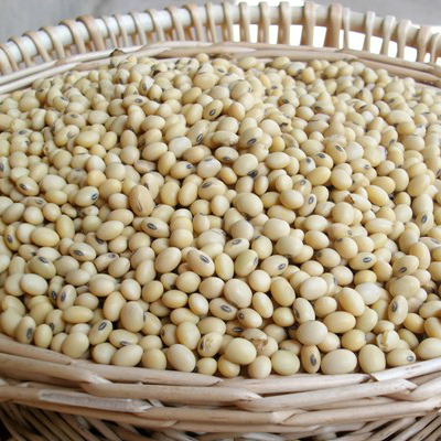 解放前老品种土黄豆农家自种 黄豆 农家 自种老品种大豆