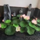 cây lựu giả Mô phỏng hoa sen giả hoa sen mô phỏng hoa nhựa hoa sen lá sen ao cá trang trí trang trí phòng khách cảnh quan cảnh quan cây xanh hoa hồng giả