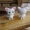 Cô gái đồ chơi sang trọng Dễ thương Shiba Inu Toy Doll Mini Powder Penguin Dễ thương quà tặng trẻ em Doll Super Doll - Đồ chơi mềm gấu bông hello kitty