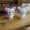 Cô gái đồ chơi sang trọng Dễ thương Shiba Inu Toy Doll Mini Powder Penguin Dễ thương quà tặng trẻ em Doll Super Doll - Đồ chơi mềm