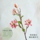 Xiaodo Magnolia-Pink