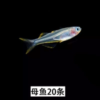 20 материнская рыба
