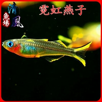 Неоновая ласточка рыба живая рыба Жемчужная ласточка
