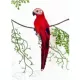 Модель когтя попугая (красный) 1