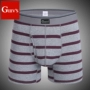 Kích thước lớn nam đồ lót nam cotton boxers cộng với quần dài đầu cộng với phân bón cộng với lớn trung niên cao eo chịu mài mòn chân thủy triều quần lót đùi nam