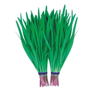 Традиционный красный корневой лук/50 г