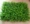 Bán hàng trực tiếp trong nhà cỏ giả với hoa nhựa cỏ mô phỏng cây xanh cỏ cao ban công mã hóa trang trí sân cỏ nhân tạo - Hoa nhân tạo / Cây / Trái cây