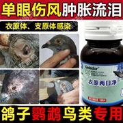 Glide thuốc chim bồ câu [Yehara hai ngày net] đua chim bồ câu mắt lạnh mắt nước mắt thư lạnh chim bồ câu cung cấp thuốc chim - Chim & Chăm sóc chim Supplies