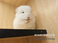 6.28 Shengmei ThreeGeneration Pet Live Live Powder White Mao Totoro Bubu Totoro Studio