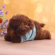 Dễ thương Teddy Dog Doll Puppy Dog Đồ chơi sang trọng Chó mới Trang trí xe Trang trí Trang trí Búp bê Ragdoll - Đồ chơi mềm