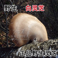 Wild Bai Ganoderma Yuzhi Changbai Mountain Northeast Ganoderma lucidum белые пор