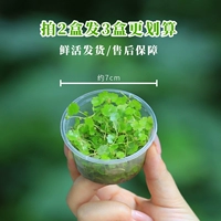 Желея коробка Tianhu 荽 коробка, чтобы стрелять 2 раунда 3