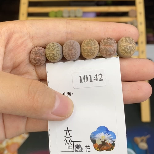 Shengshi Flower Little Mite One Shot 10142 10142