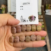 Shengshi Flower Little Mite One Shot 48036